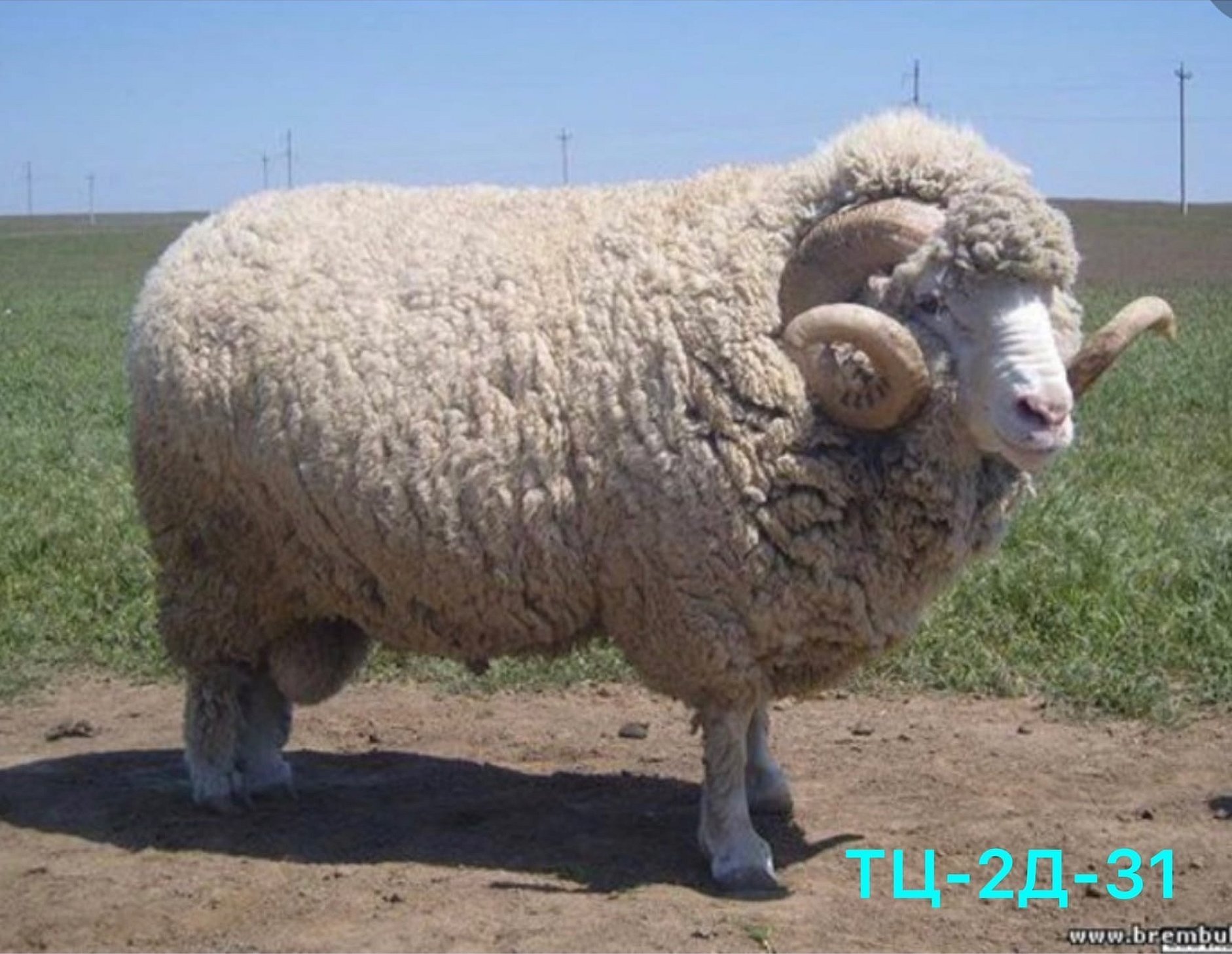Купить алтайских овец. Алтайская тонкорунная порода овец. Порода Баранов меринос. Советский меринос порода овец. Сальский меринос порода овец.