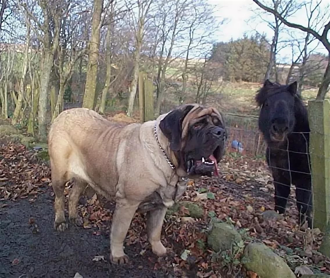 Английский мамтиф Айкана