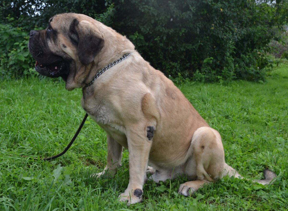 Английский мастиф против кангала