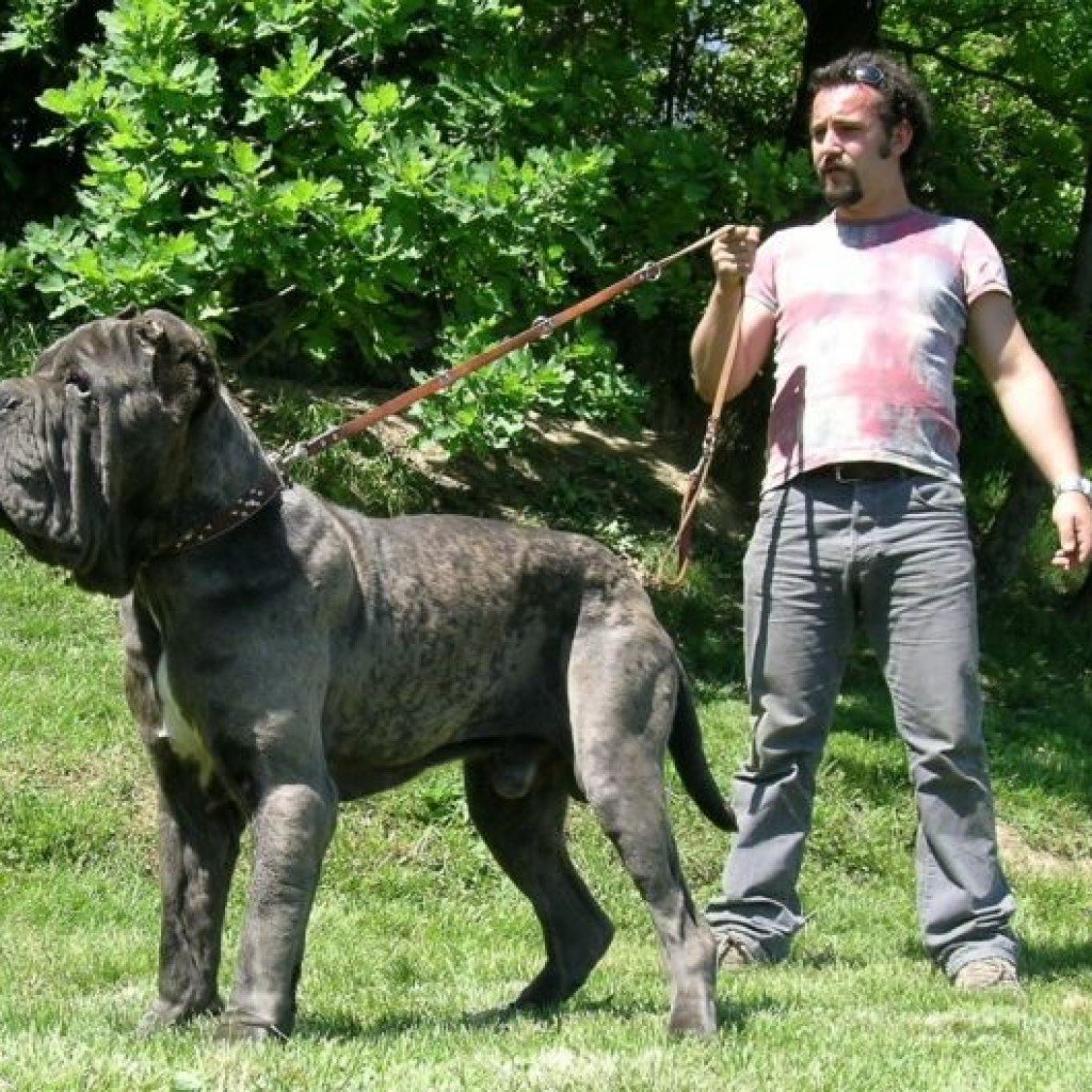 Можно собакам геркулес. Неаполитанский мастиф Геркулес. Мастино неаполитано Неаполитанский мастиф. Неаполитанский мастиф породы собак. Мастиф Геркулес самая большая собака в мире.