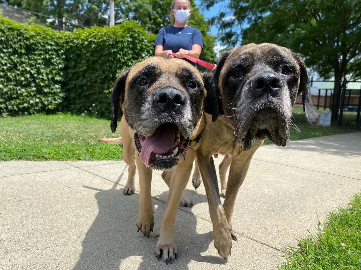 Английский мастиф, 9