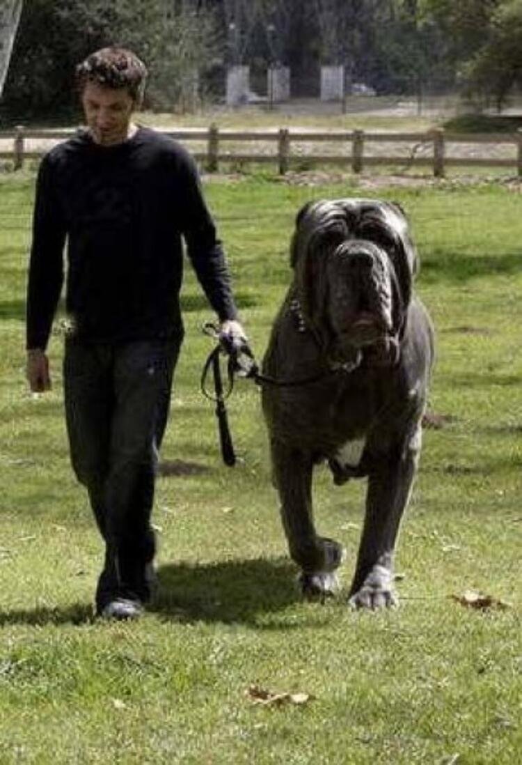 Мастино неаполитано с человеком