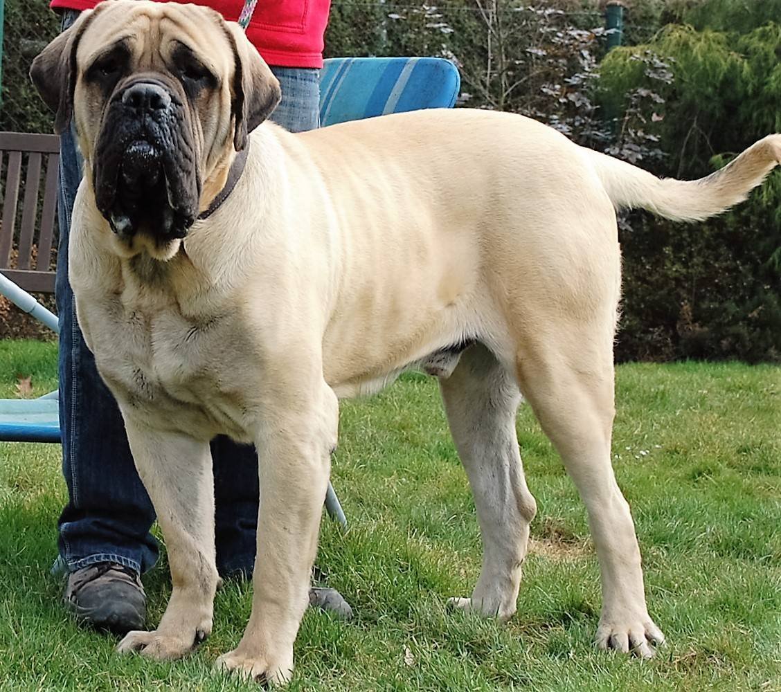 Английский мастиф