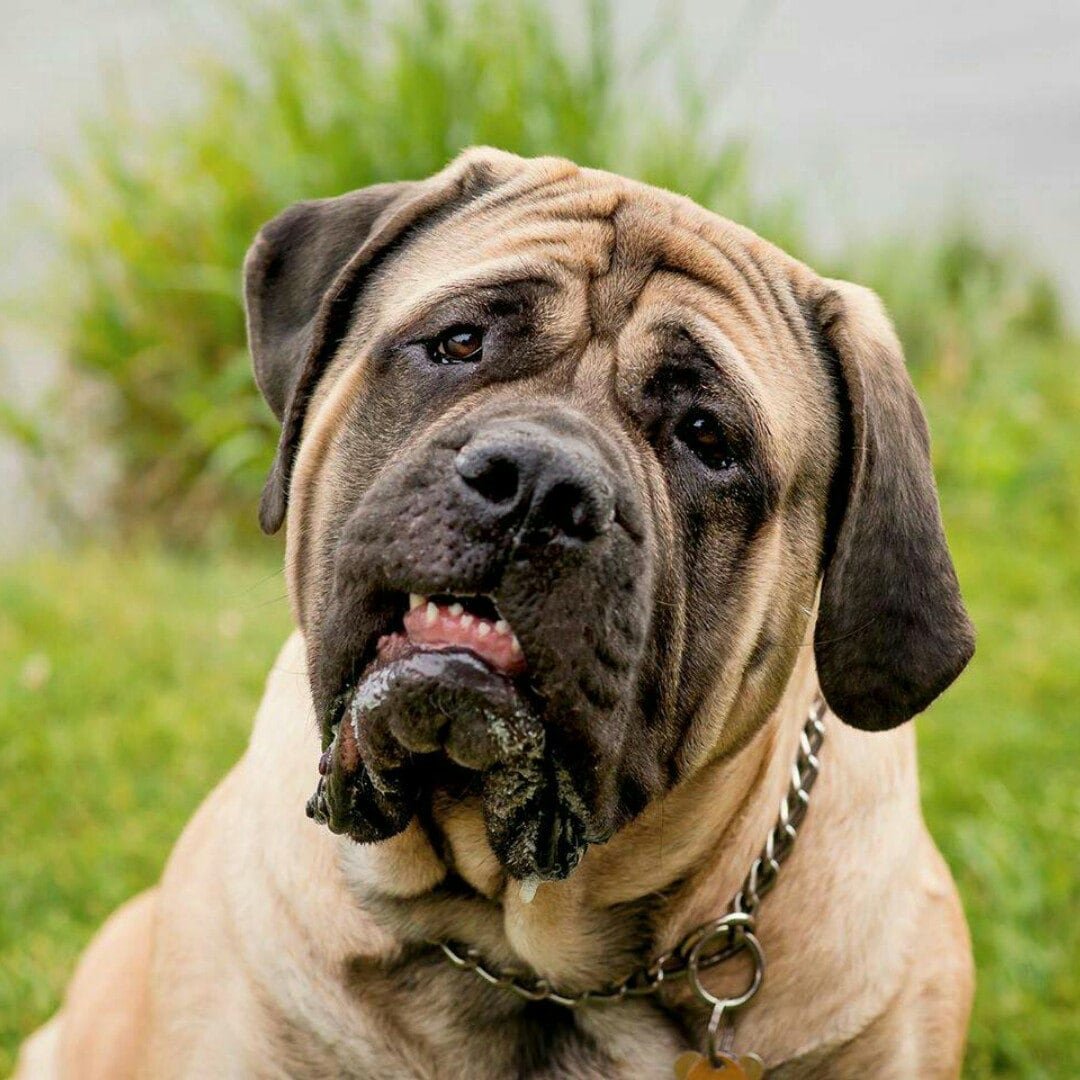 Австралийский мастиф