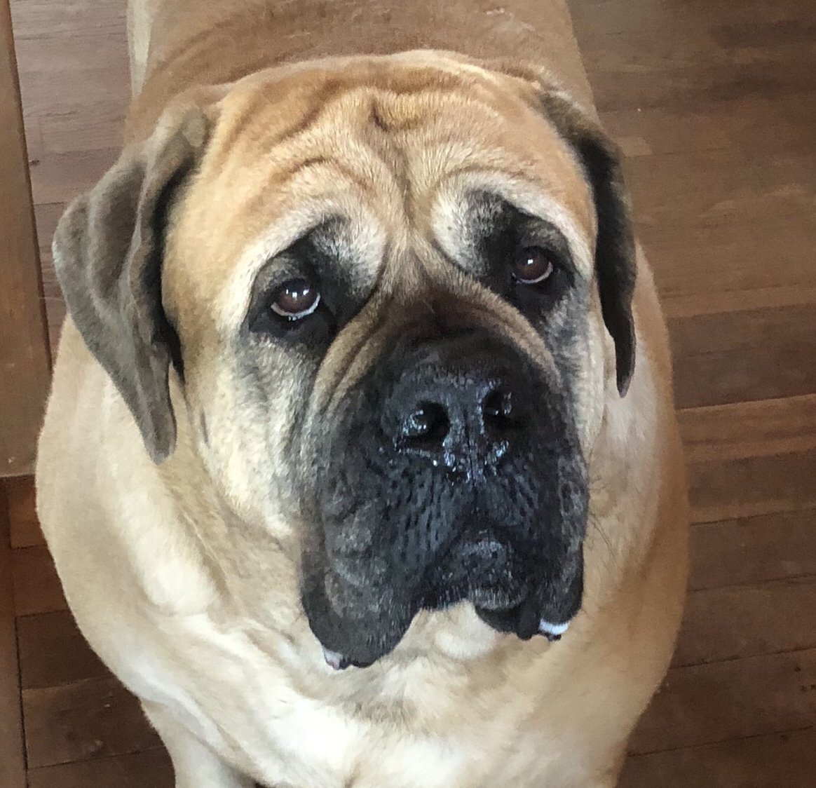 Английский мастиф флаффи
