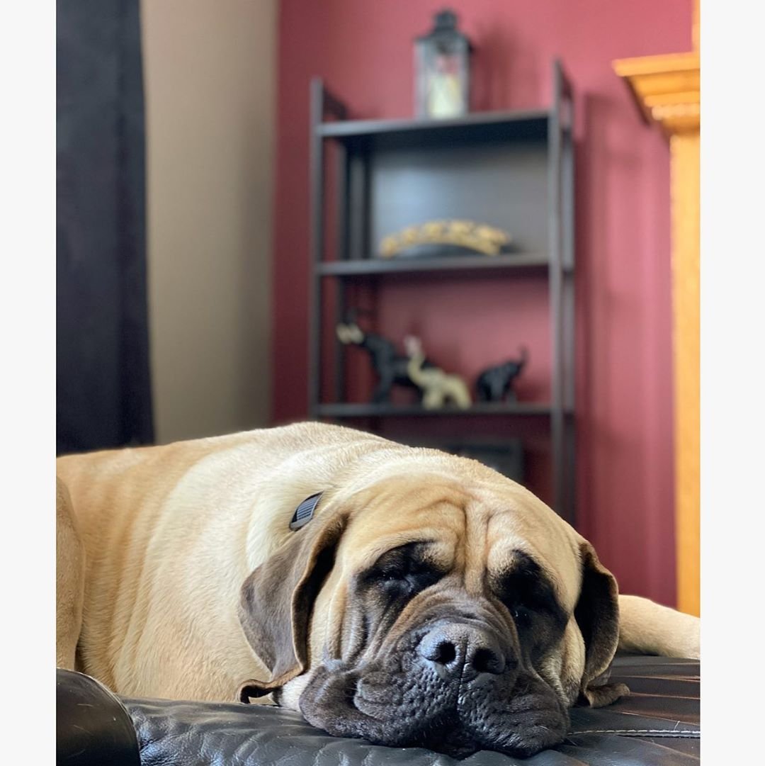 Карликовые мастиффы