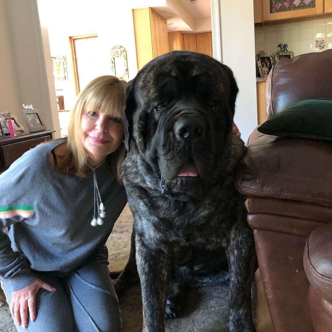 Британский мастиф с человеком