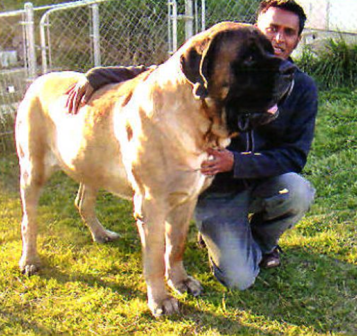 Английский мастиф размер