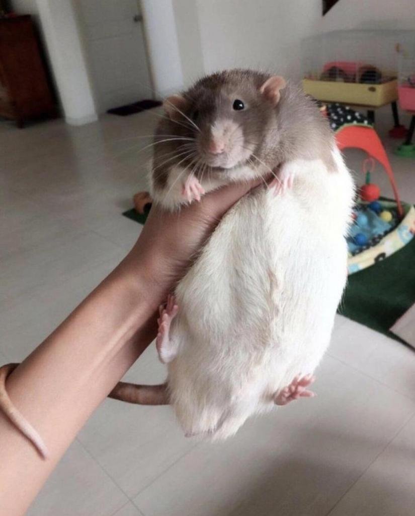 Крыса Дамбо Рататуй