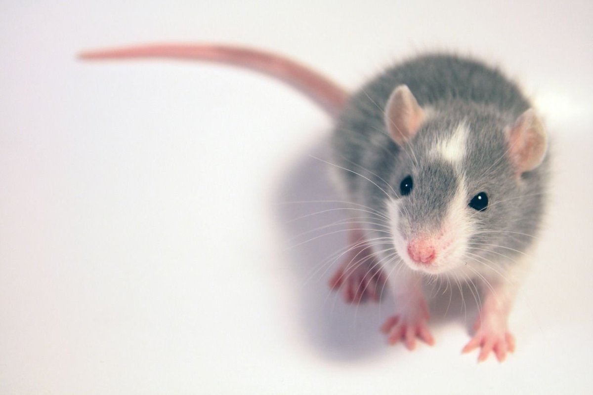 Гималайская крыса Дамбо