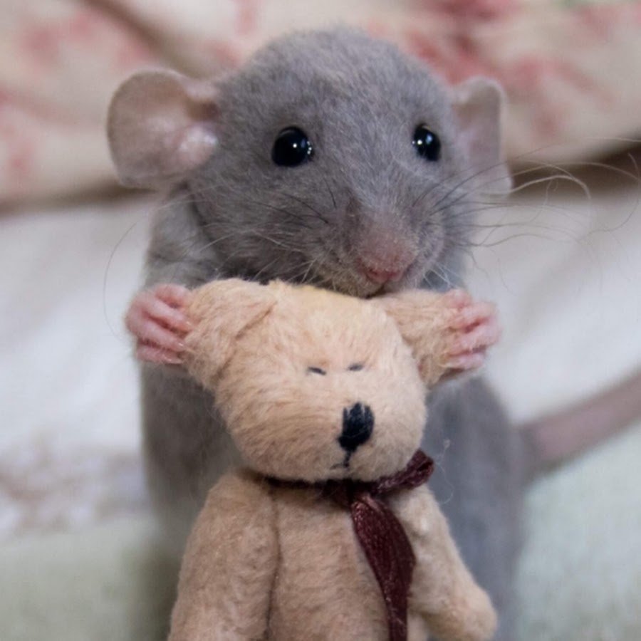 Сатиновая крыса Дамбо