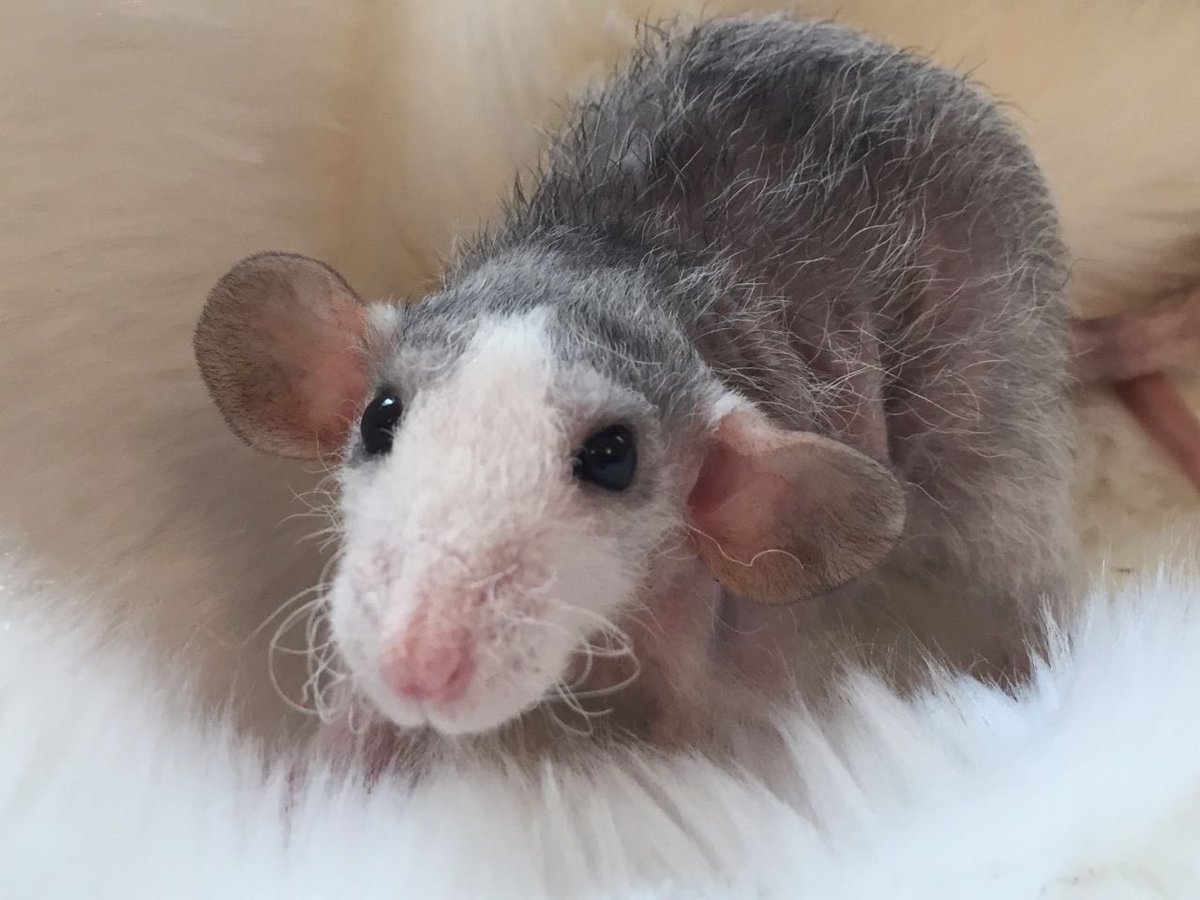 Крысята Дабл рекс