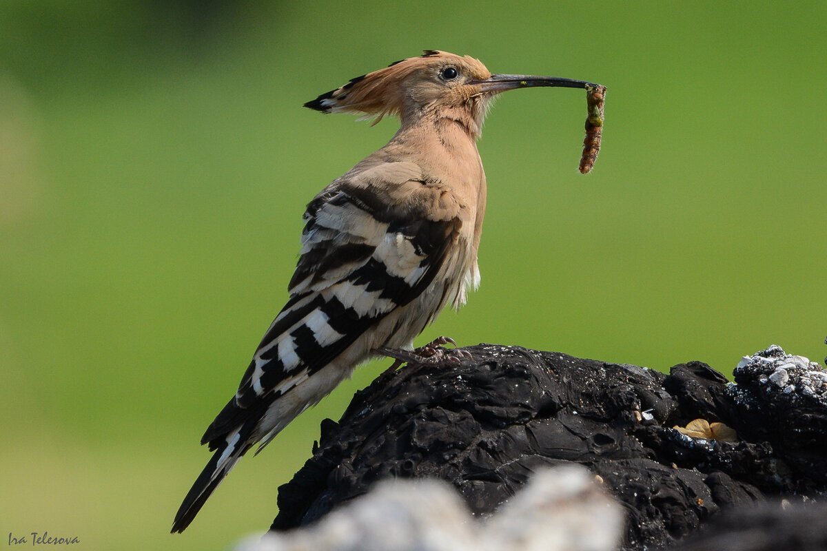 Птичка с хохолком и длинным клювом в России