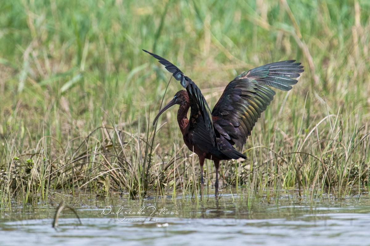 Каравайка птица черная