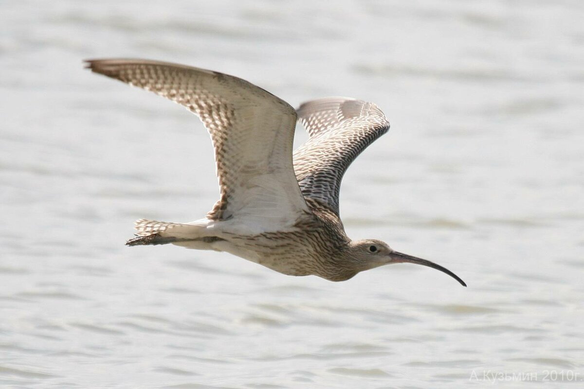 Кулик кроншнеп средний в полете