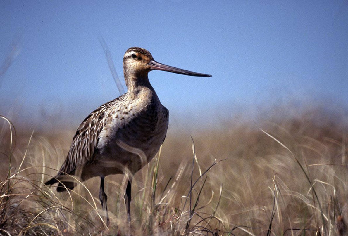 Птица с изогнутым клювом