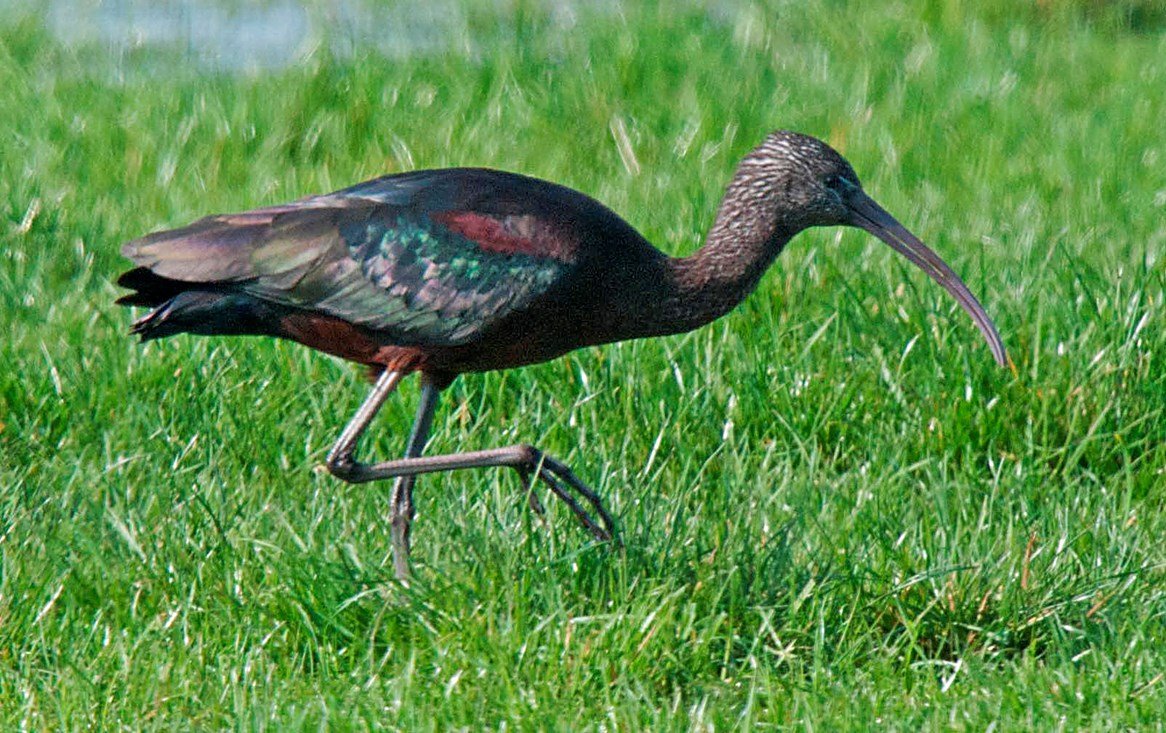 Птица с длинным загнутым клювом