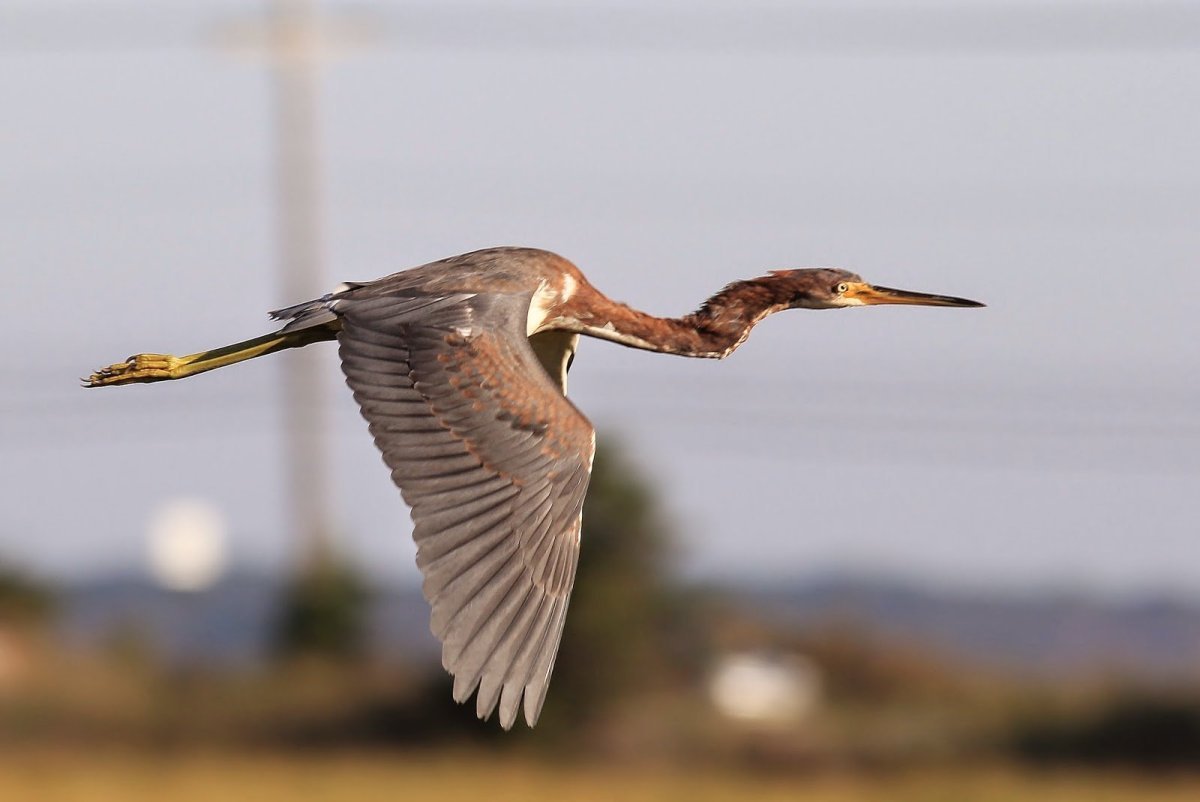 Птица с длинной шеей