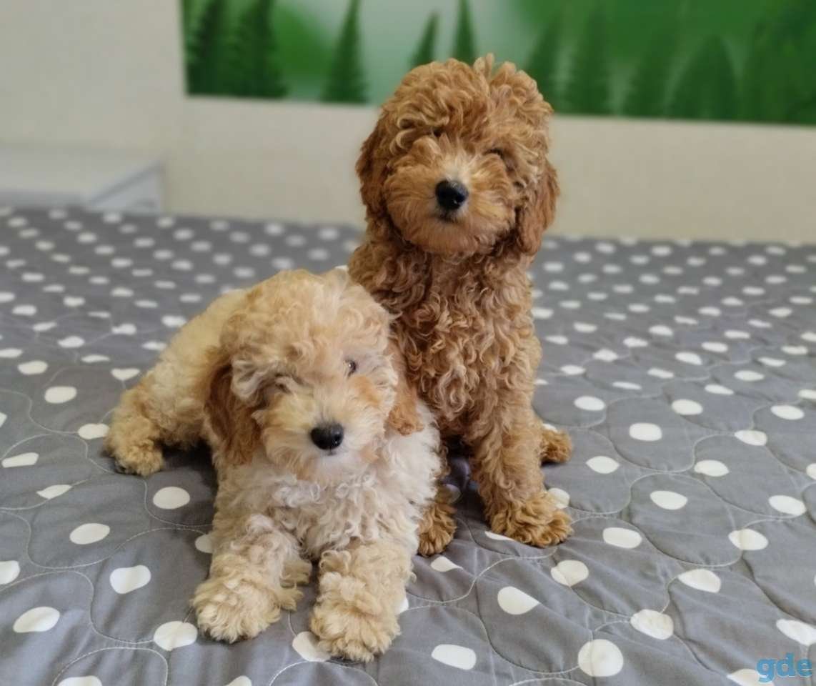 Фотосессия с пуделем