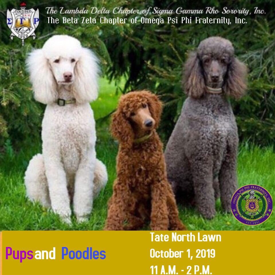 Карликовый Королевский пудель