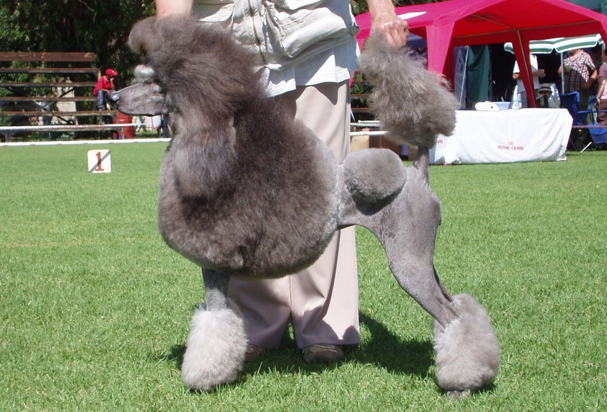 Пудель окрас Сильвер