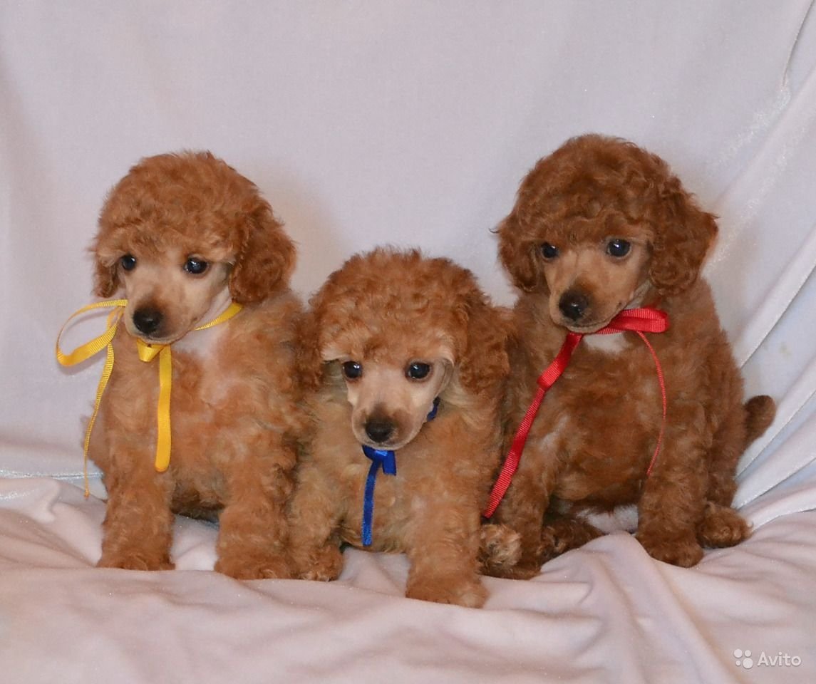 Карликовый Королевский пудель