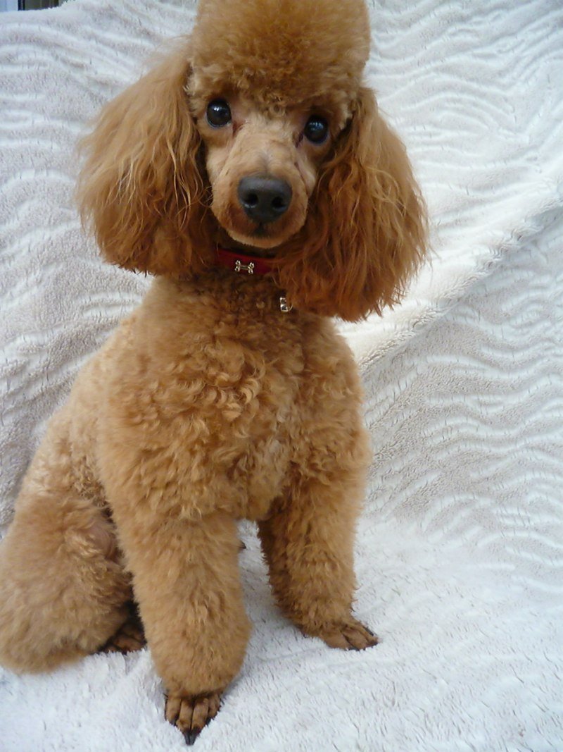 Карликовый пудель персиковый