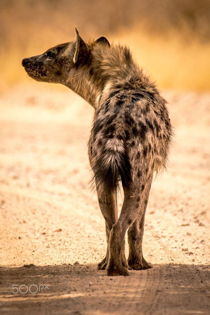 Гиена обыкновенная