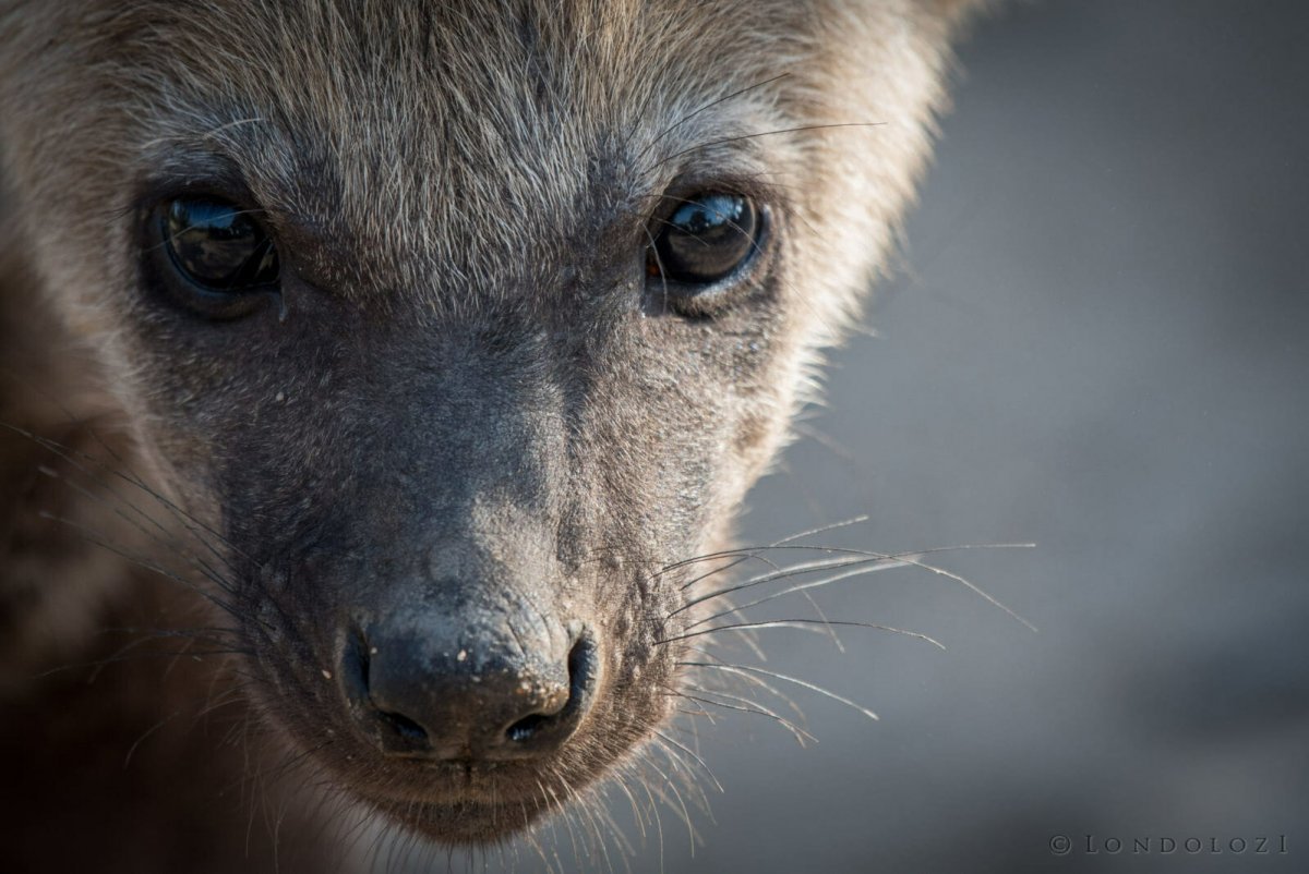 Зрачки гиены