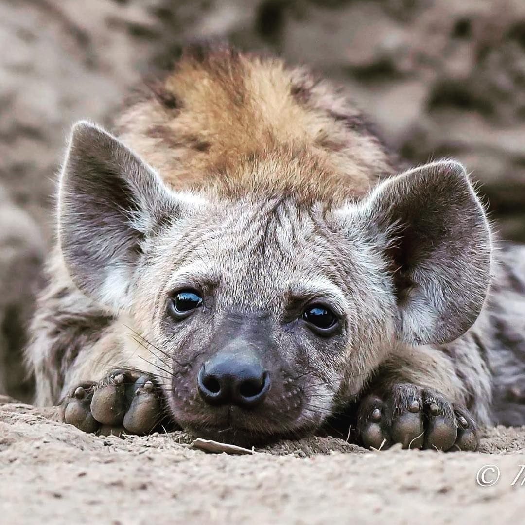 Щенок гиены