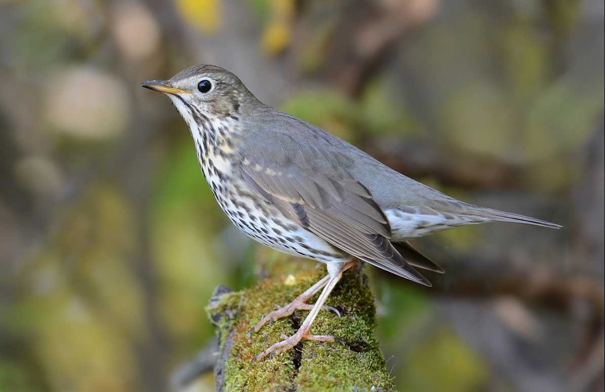 Певчий Дрозд птичка