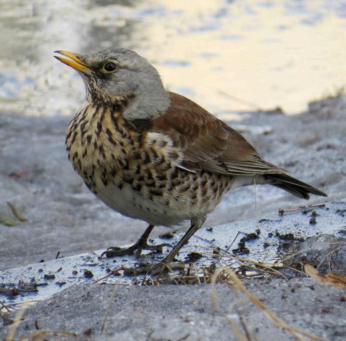 Птицы Восточной Сибири рябинник