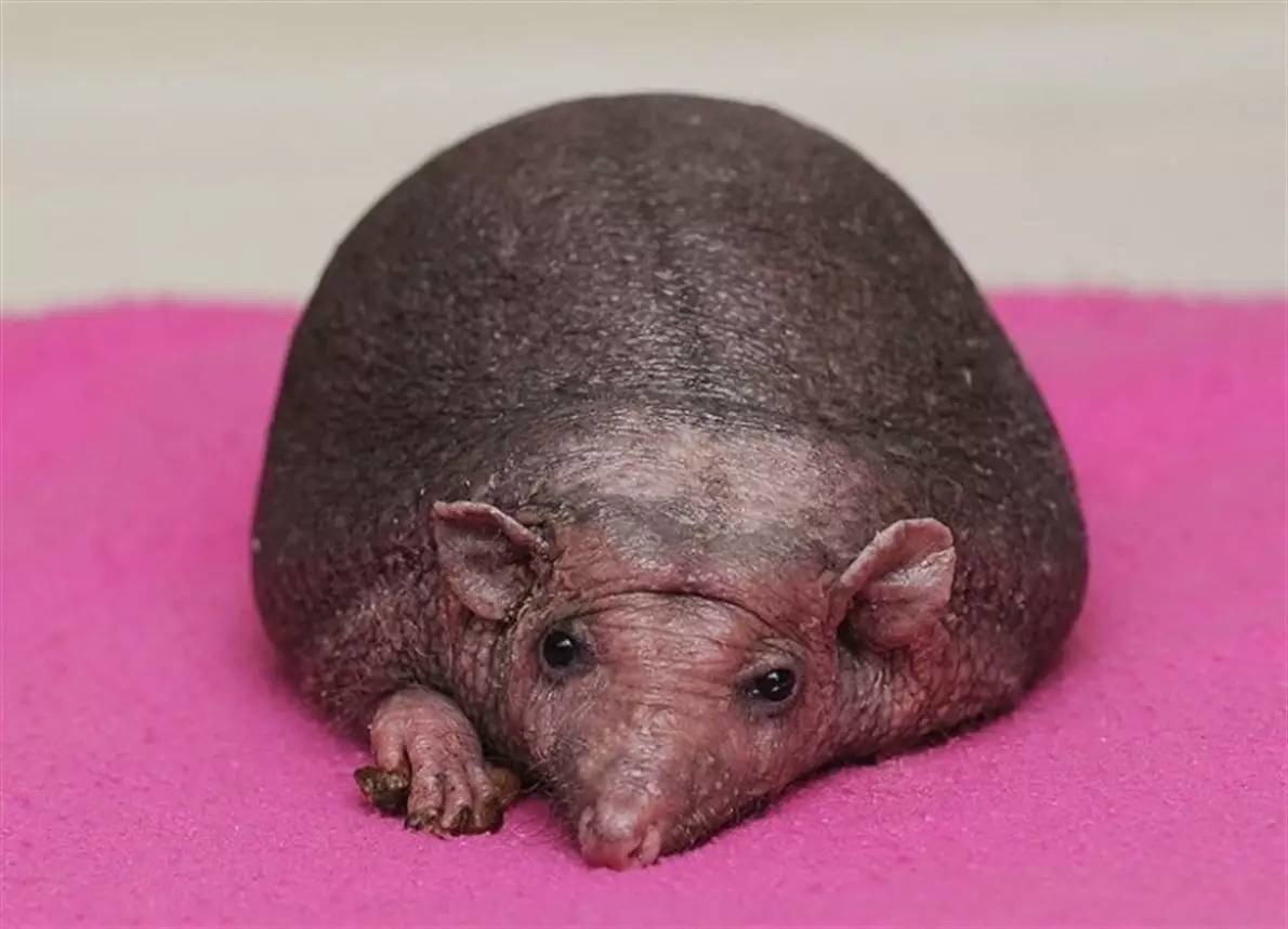 Ежик Нельсон