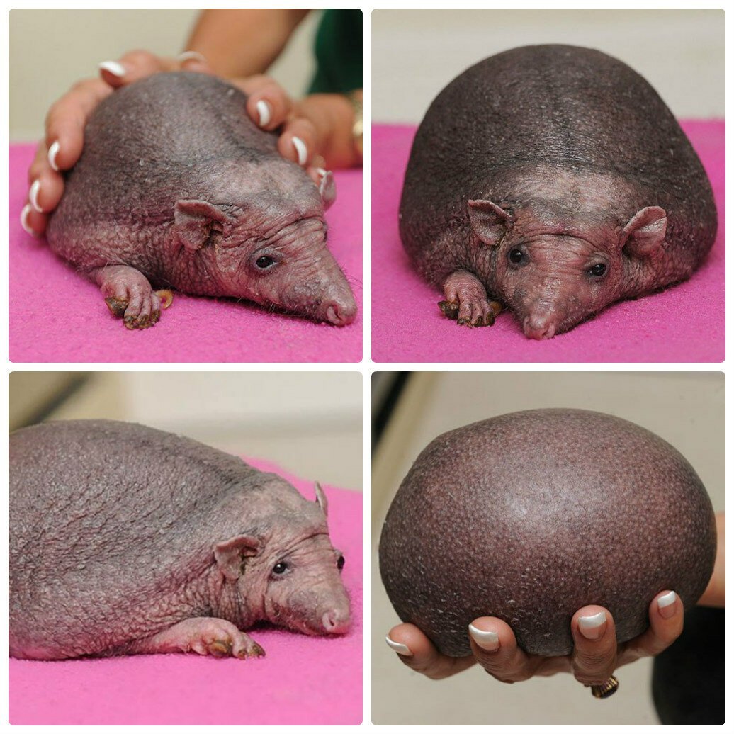 Ежик Нельсон без иголок