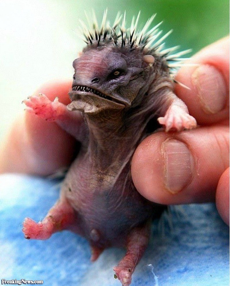 Новорожденные Ежи