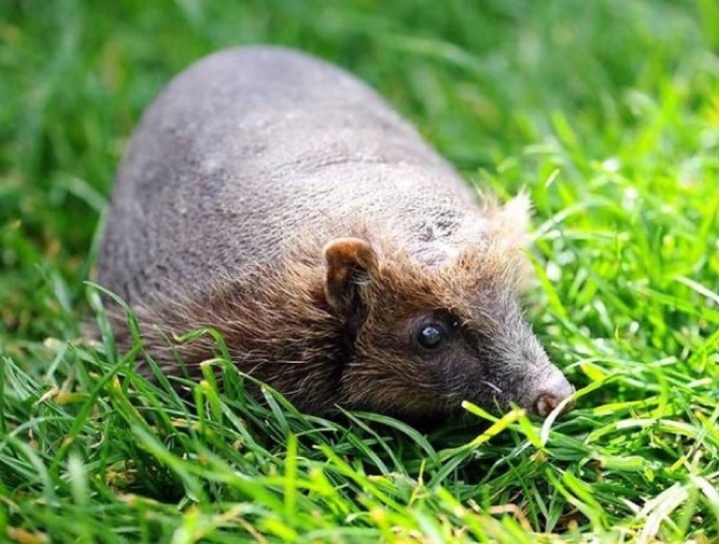 Лысый Ёжик фото