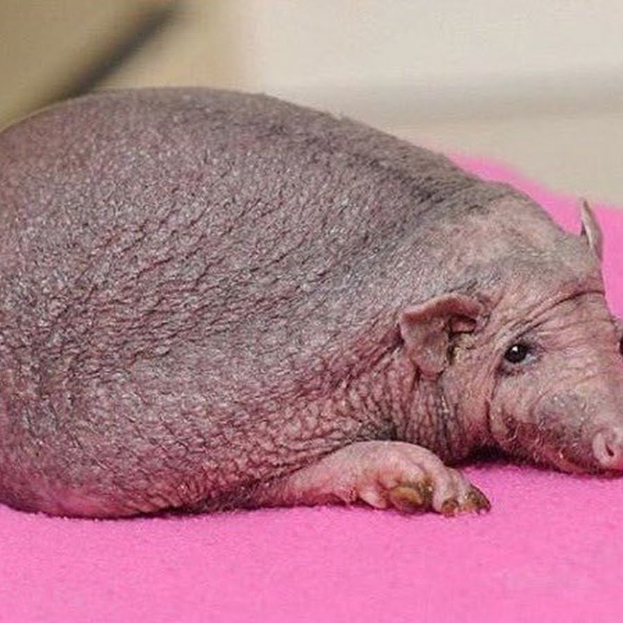 Когда побрил свое хозяйство