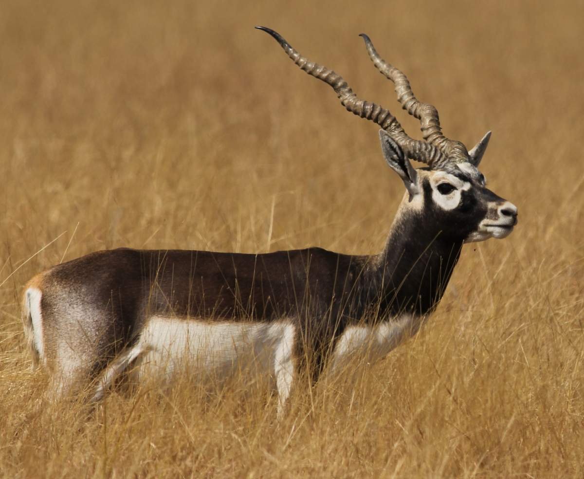 Винторогая антилопа гарна