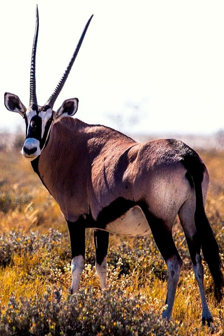 Гемсбок антилопа