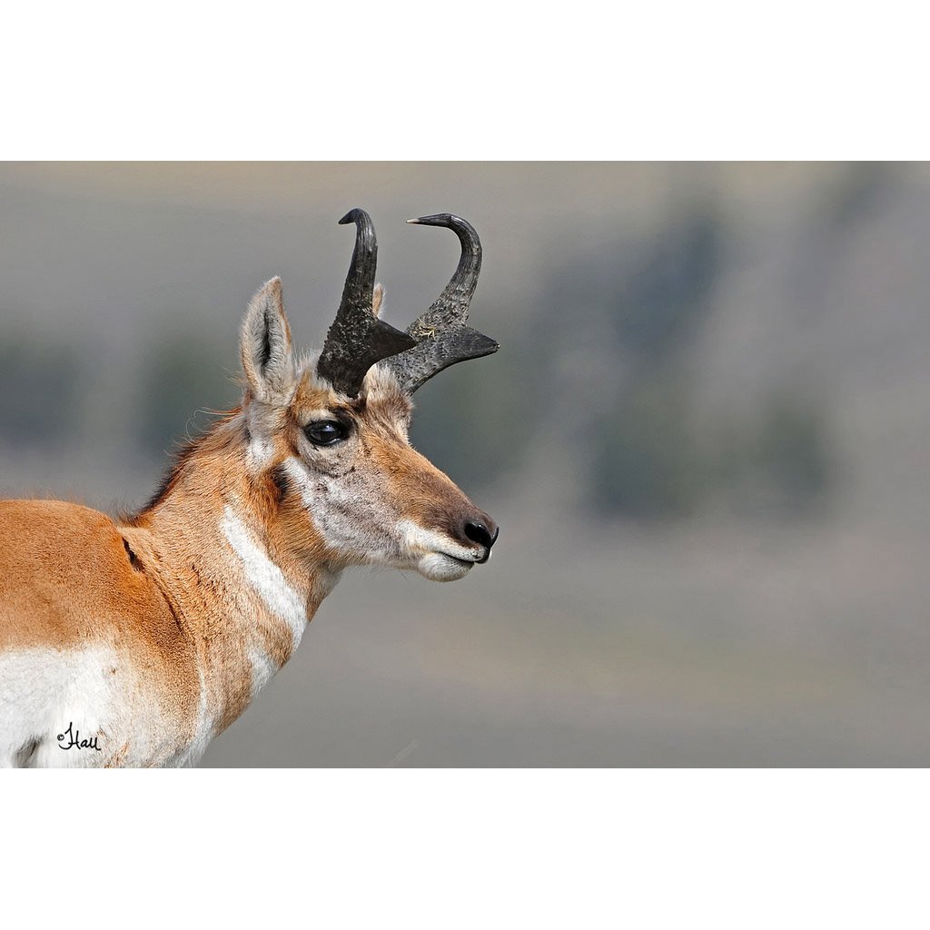 Вилорог Клейв