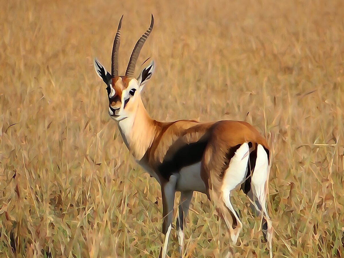 Антилопа дзерен