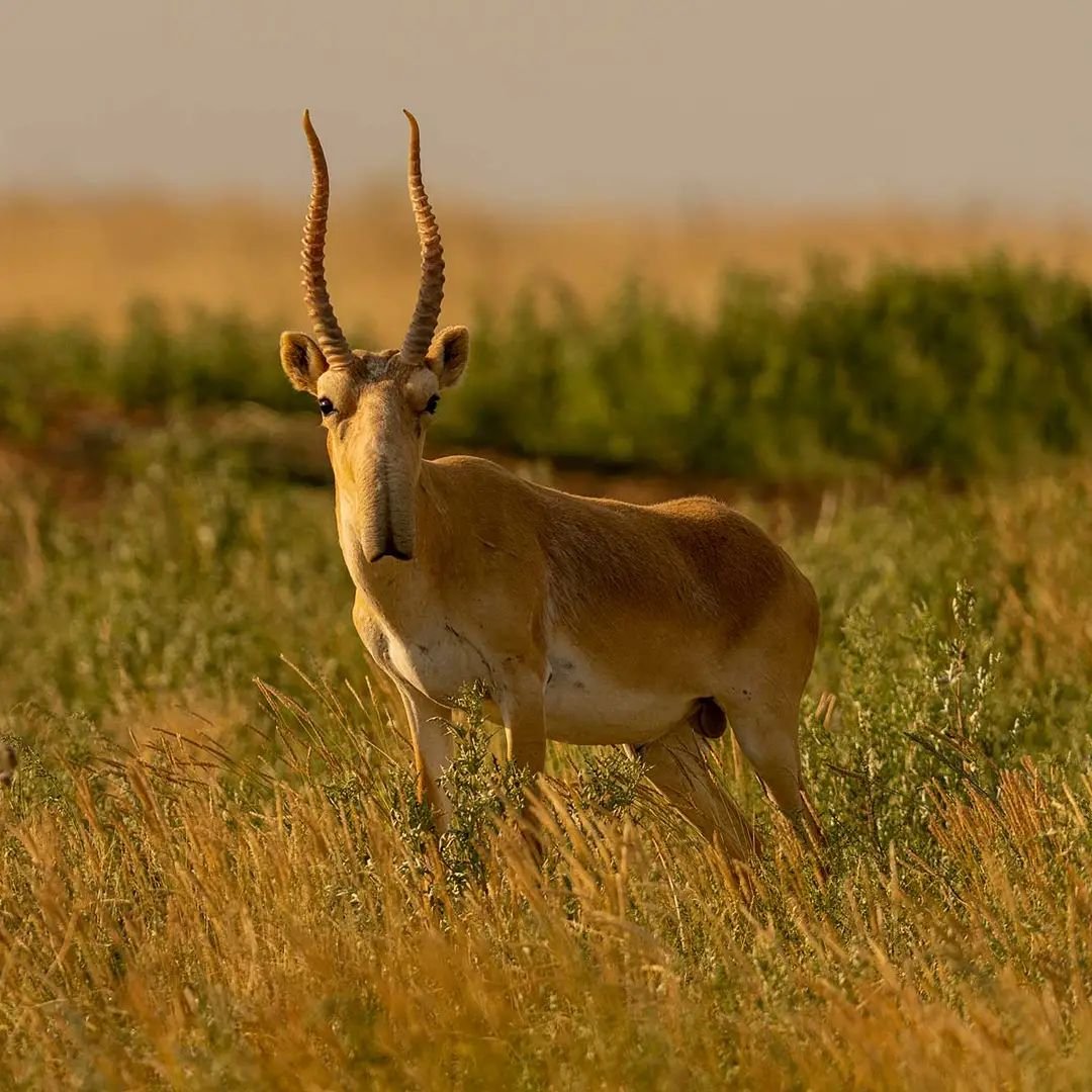 Астраханский Степной Сайгак