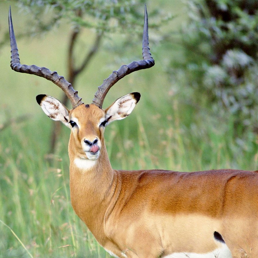 Горная антилопа