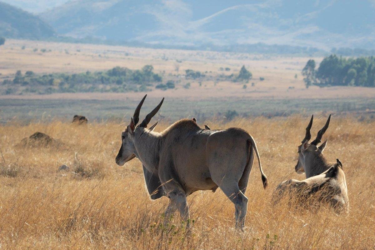 Гигантская антилопа Эланд, XL