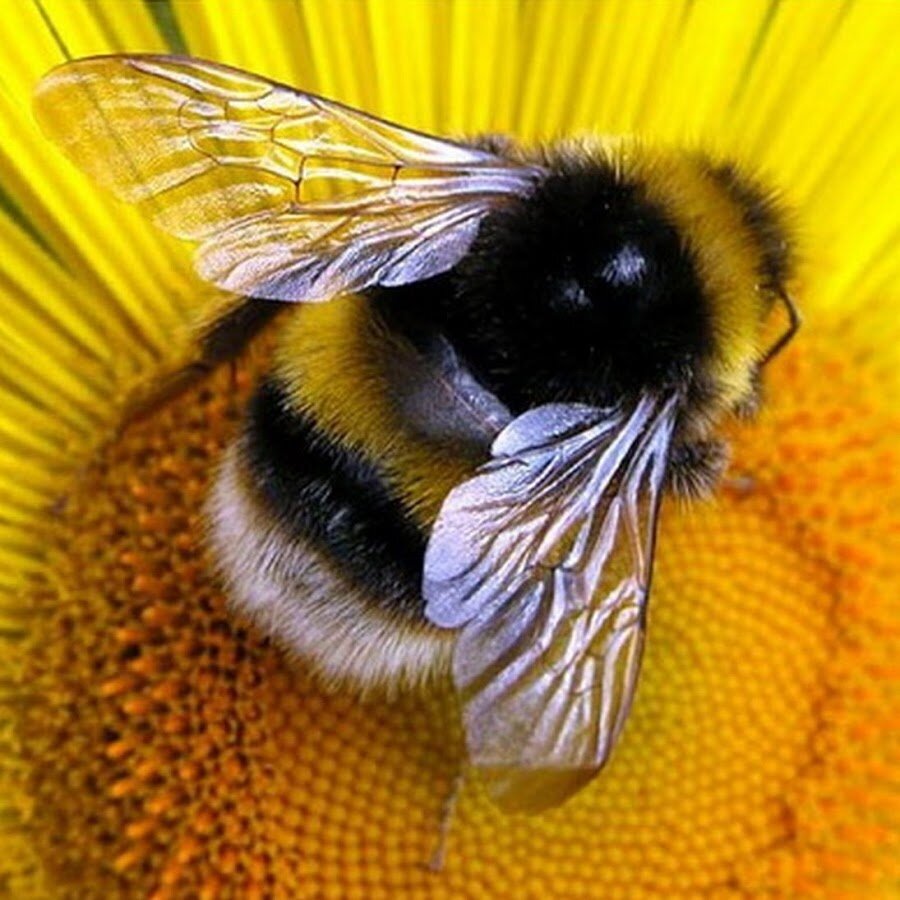 Легенда о Бурзянской пчеле