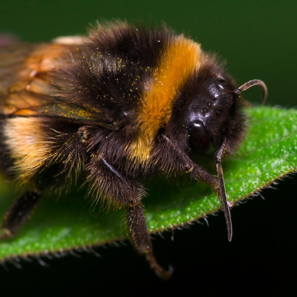 Шмель Земляной Bombus terrestris