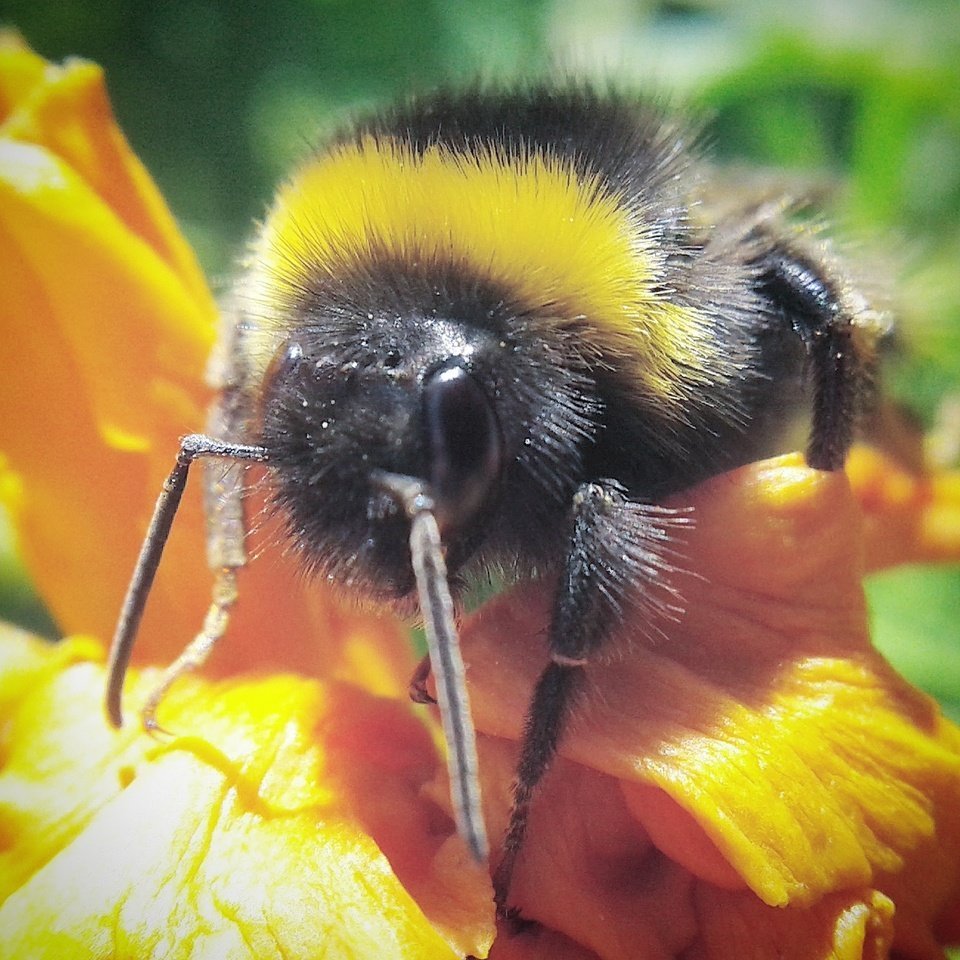 Тулупчатый Шмель