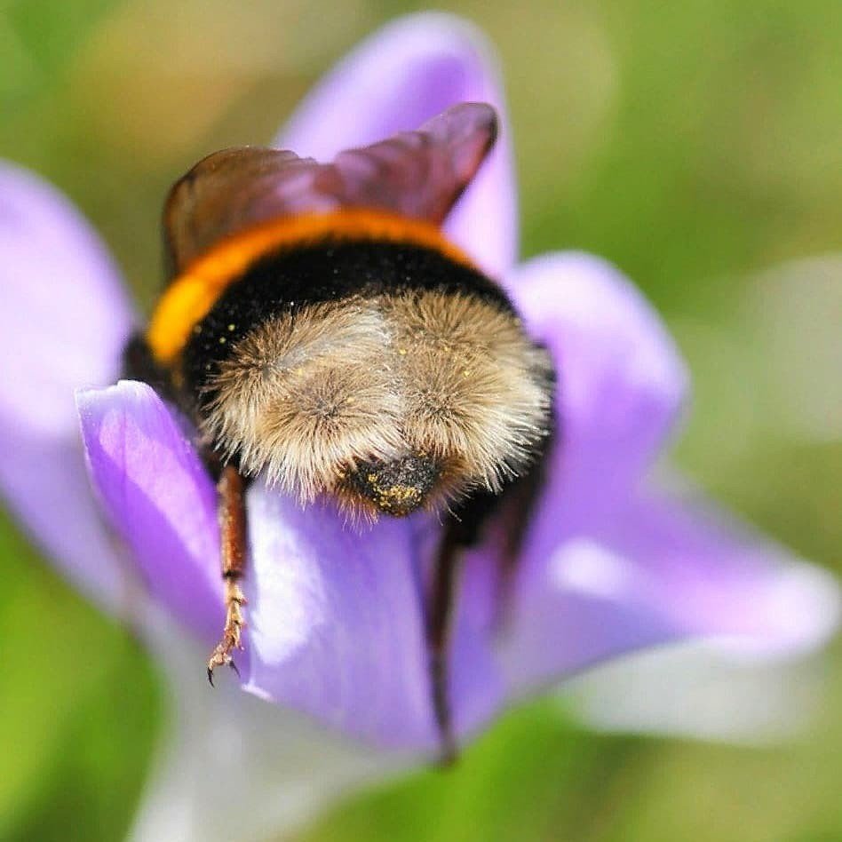 Шмель Макросъемка