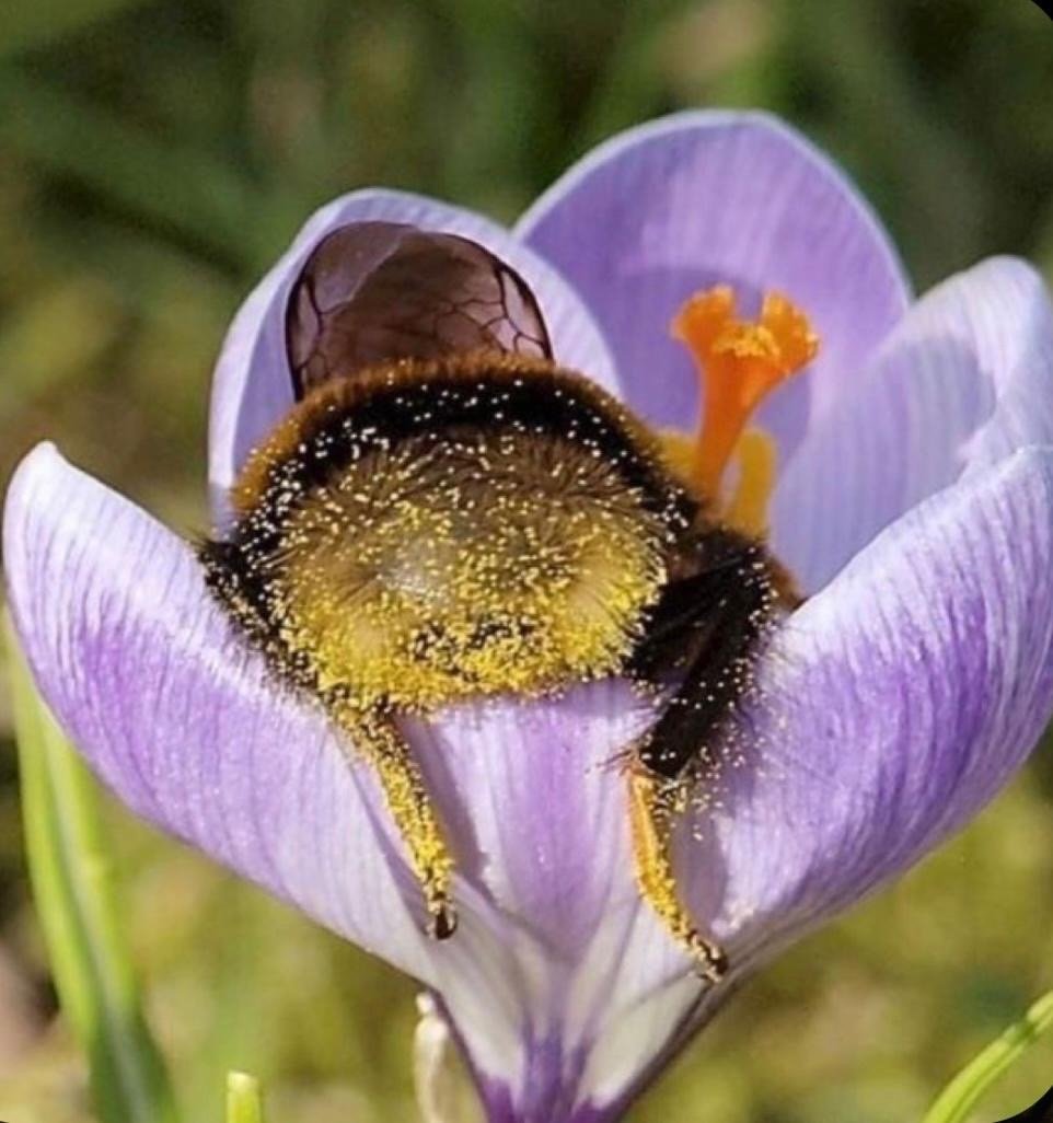 Шмель на цветочке