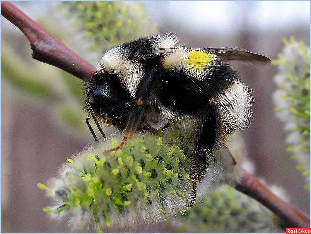 Насекомые на цветущей иве